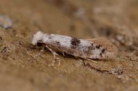 Infurcitinea atrifasciella