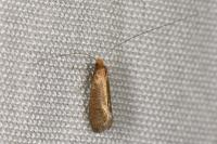 Nematopogon adansoniella