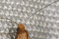 Nematopogon adansoniella