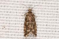 Epinotia tedella