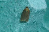 Clepsis unicolorana