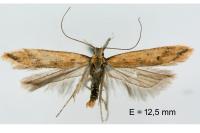 Dichomeris acuminata