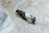 Notocelia cynosbatella