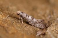 Infurcitinea marcunella