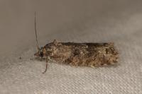 Cnephasia