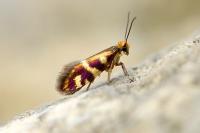Micropterix schaefferi