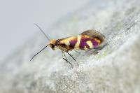 Micropterix schaefferi