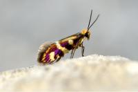 Micropterix schaefferi