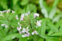 Cauchas rufimitrella