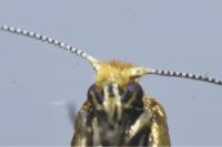 Nematopogon adansoniella