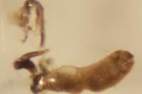 Pammene cytisana