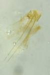 Nemapogon granellus