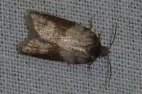 Acleris