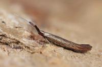 Coleophora mayrella