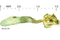 Metriochroa latifoliella