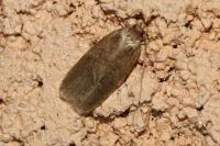 Agonopterix heracliana