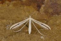 Hellinsia pectodactyla