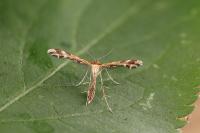 Oxyptilus distans
