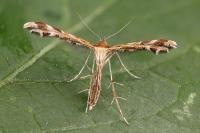 Oxyptilus distans