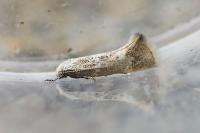 Elachista