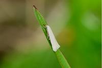 Elachista