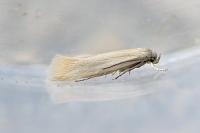 Elachista