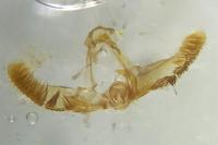 Lobesia reliquana
