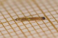 Infurcitinea argentimaculella