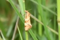 Aethes hartmanniana