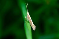 Plutella xylostella