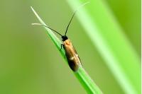 Cauchas fibulella