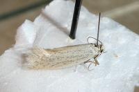 Elachista pollutella