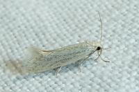 Elachista pollutella