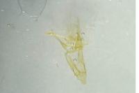 Mirificarma mulinella