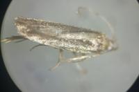 Mirificarma mulinella