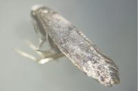 Swammerdamia caesiella