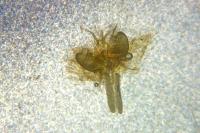Swammerdamia caesiella