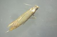 Tischeria ekebladella