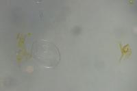 Tischeria ekebladella