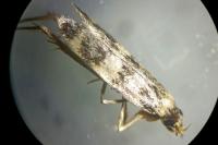 Oegoconia