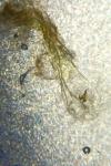 Oegoconia
