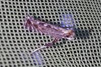 Parornix torquillella