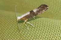 Argyresthia spinosella