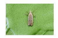 Nothris verbascella