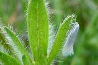 Elachista argentella