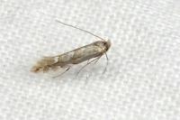 Phyllonorycter