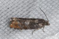 Epinotia rubiginosana