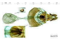 Celypha rosaceana
