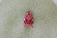 Ditula angustiorana