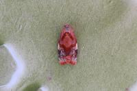 Ditula angustiorana